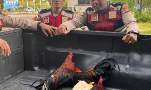 Polresta Kupang Gerebek Dua Lokasi Sabung Ayam, Arena Dibongkar
