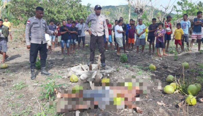 Warga Oelfatu Tewas Terjatuh dari Pohon Kelapa, Diduga dalam Pengaruh Alkohol