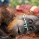 BKSDA Kalbar-YIARI selamatkan induk dan anak orangutan terjebak